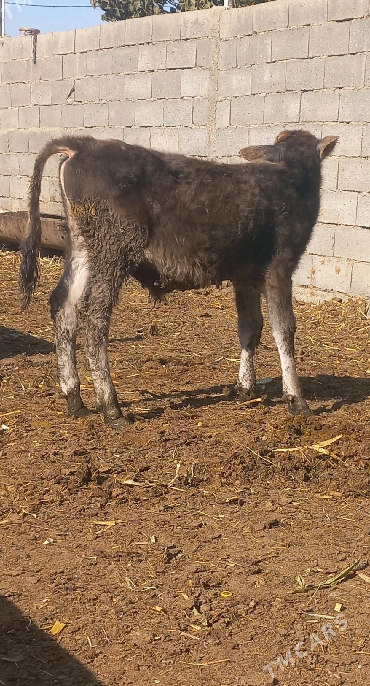 okuz gyssagly - Бахарден - img 4