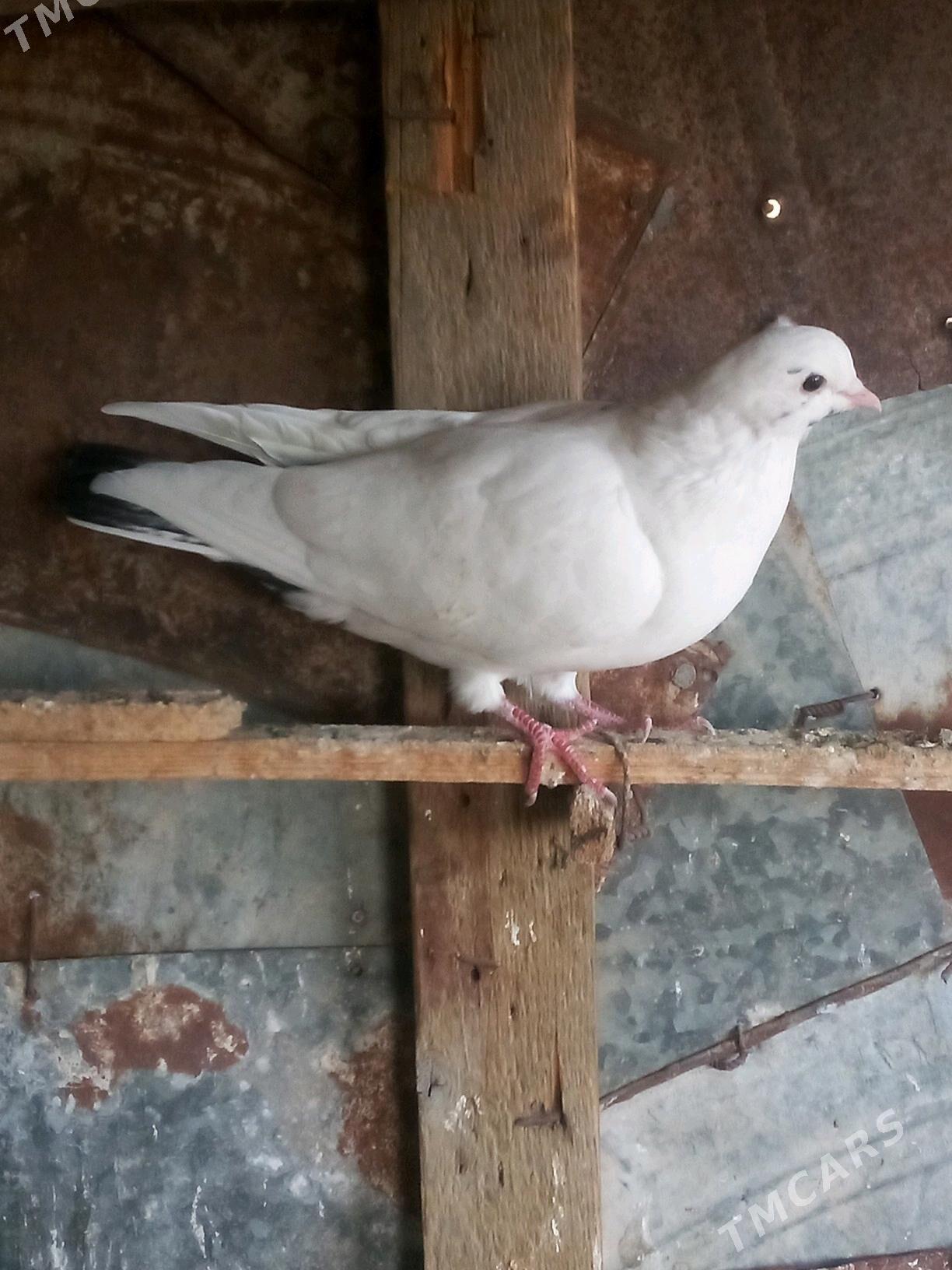 kepderi - Sakarçäge - img 8