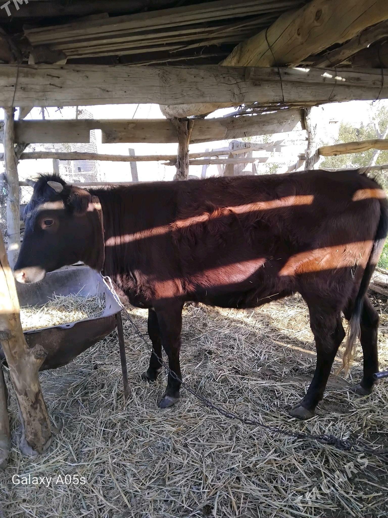 sygyr - Мургап - img 3