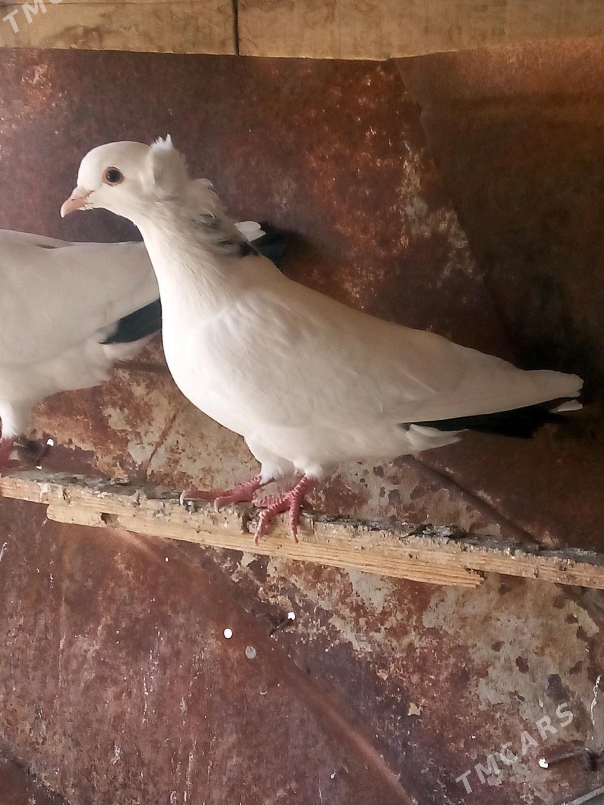 kepderi - Sakarçäge - img 6