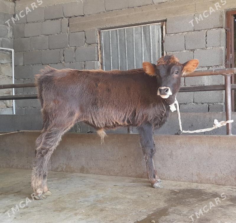 öküz - Бузмеин - img 3