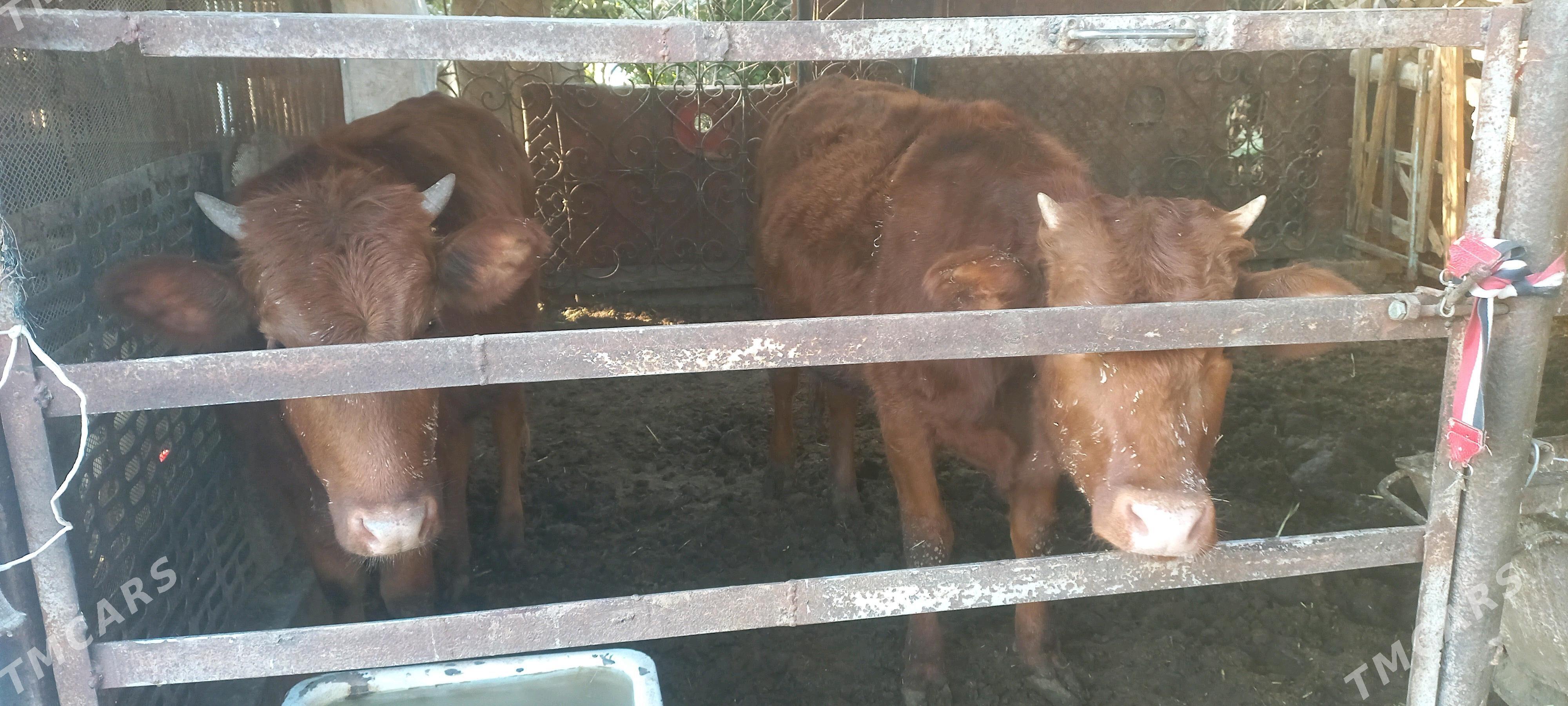 gulajyn baky - Mary - img 2