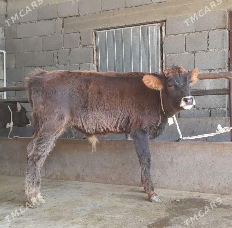 öküz - Бузмеин - img 6