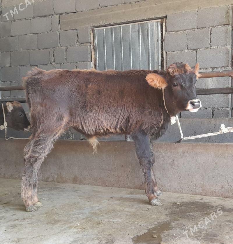 öküz - Бузмеин - img 5