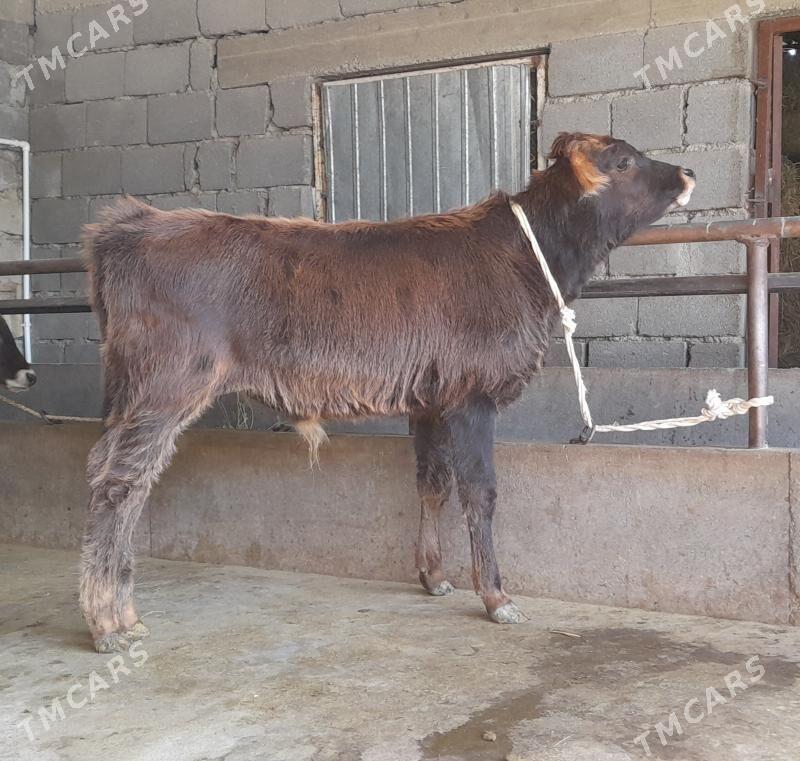 öküz - Бузмеин - img 4