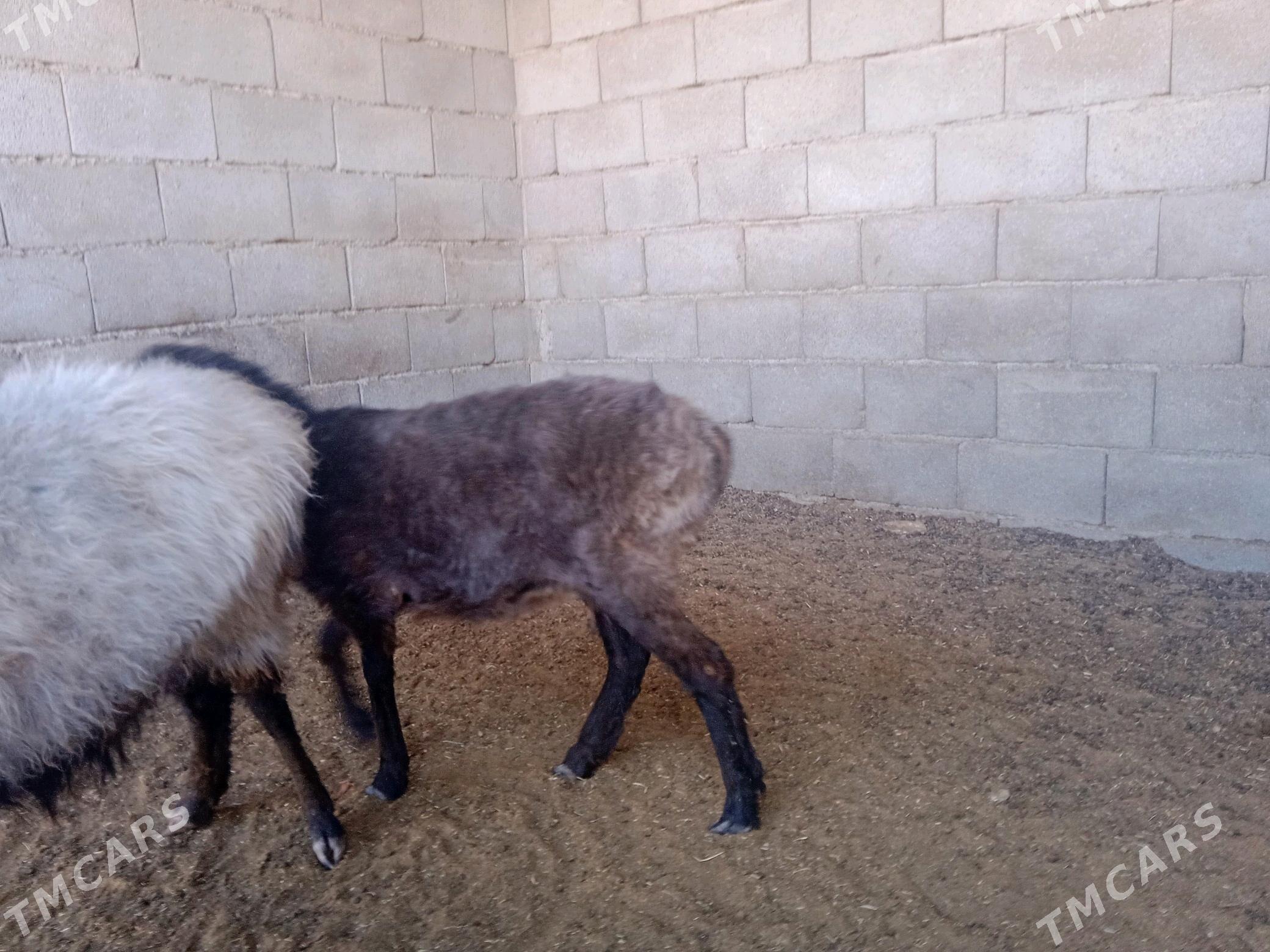 goyun tokly - Кипджак - img 1