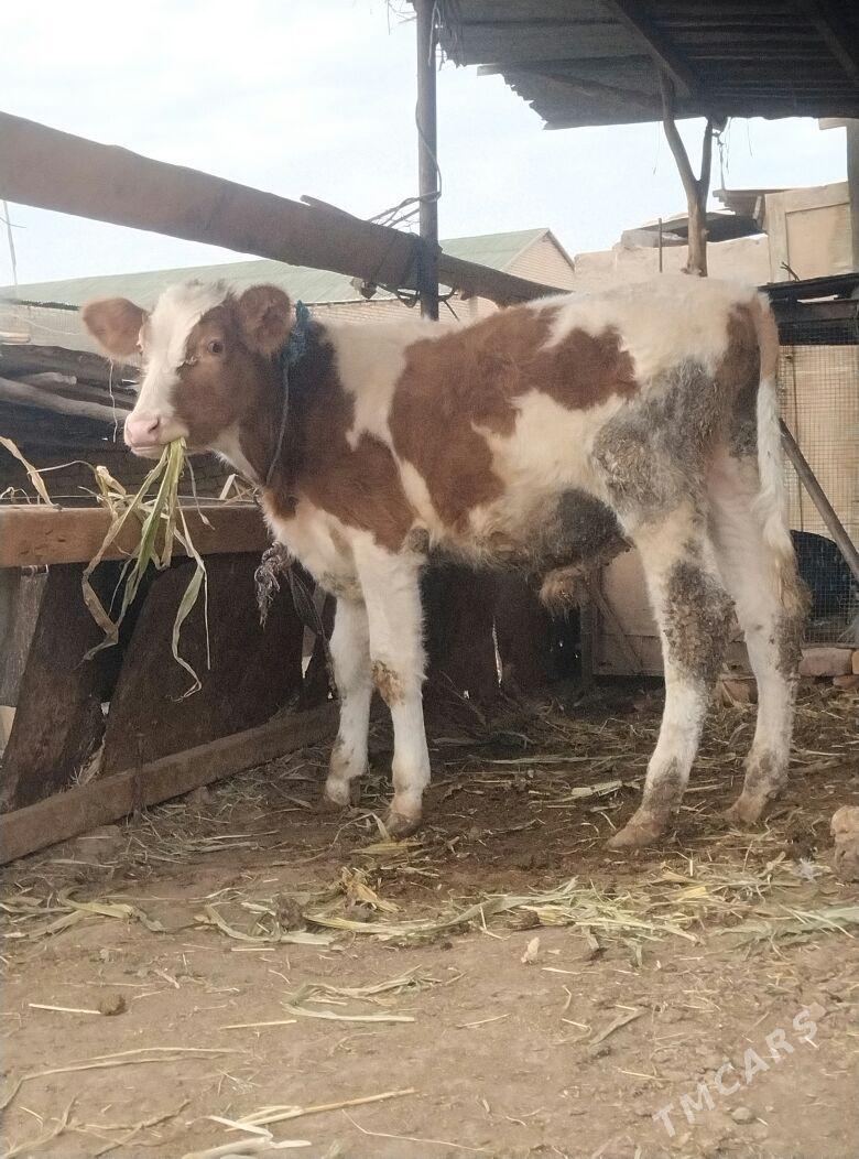 сментал окуз - Çärjew - img 4