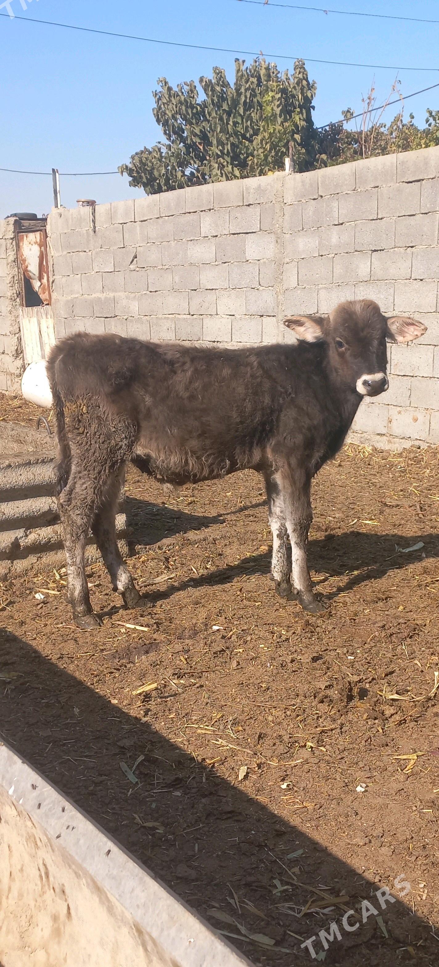 okuz gyssagly - Бахарден - img 5