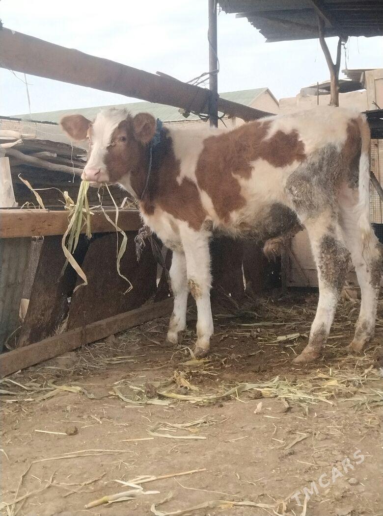 сментал окуз - Çärjew - img 2