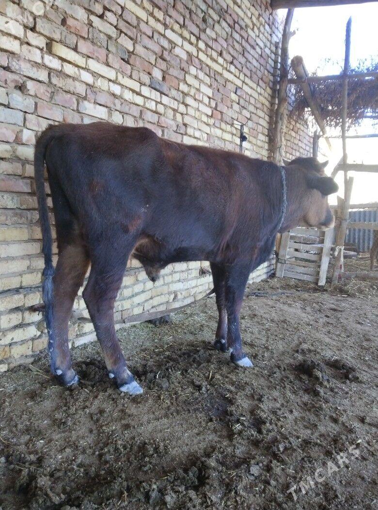 Okiz - Байрамали - img 3