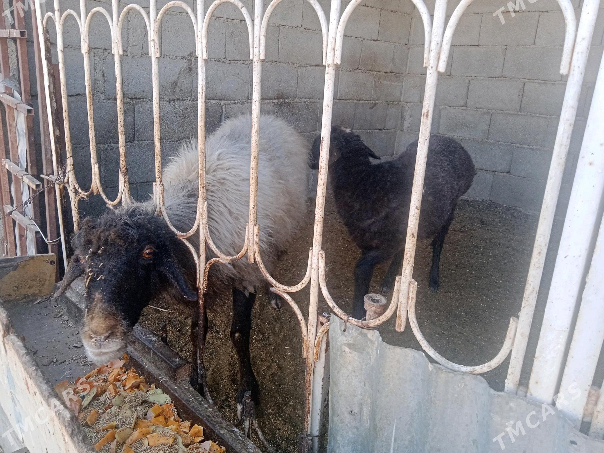 goyun tokly - Кипджак - img 3