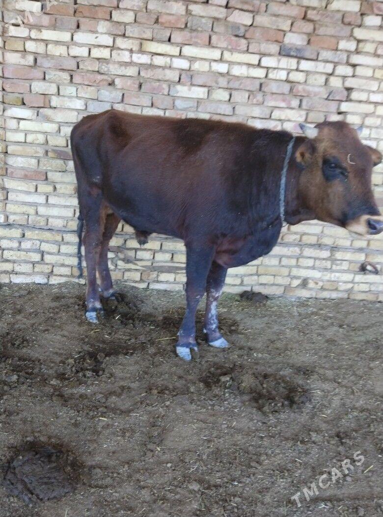 Okiz - Байрамали - img 2