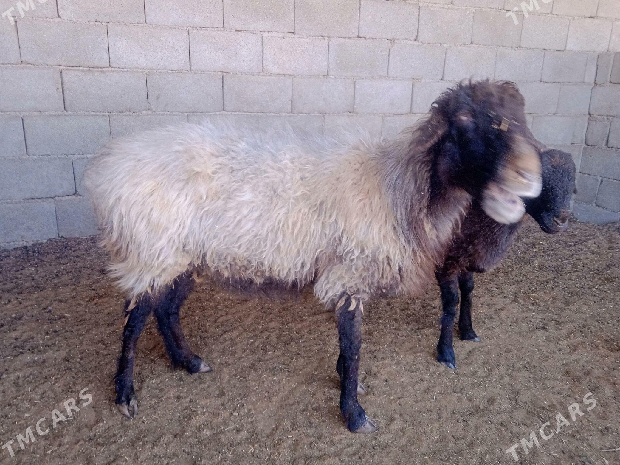 goyun tokly - Кипджак - img 2