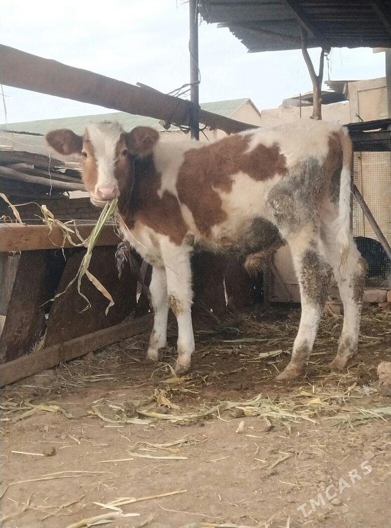 сментал окуз - Çärjew - img 3