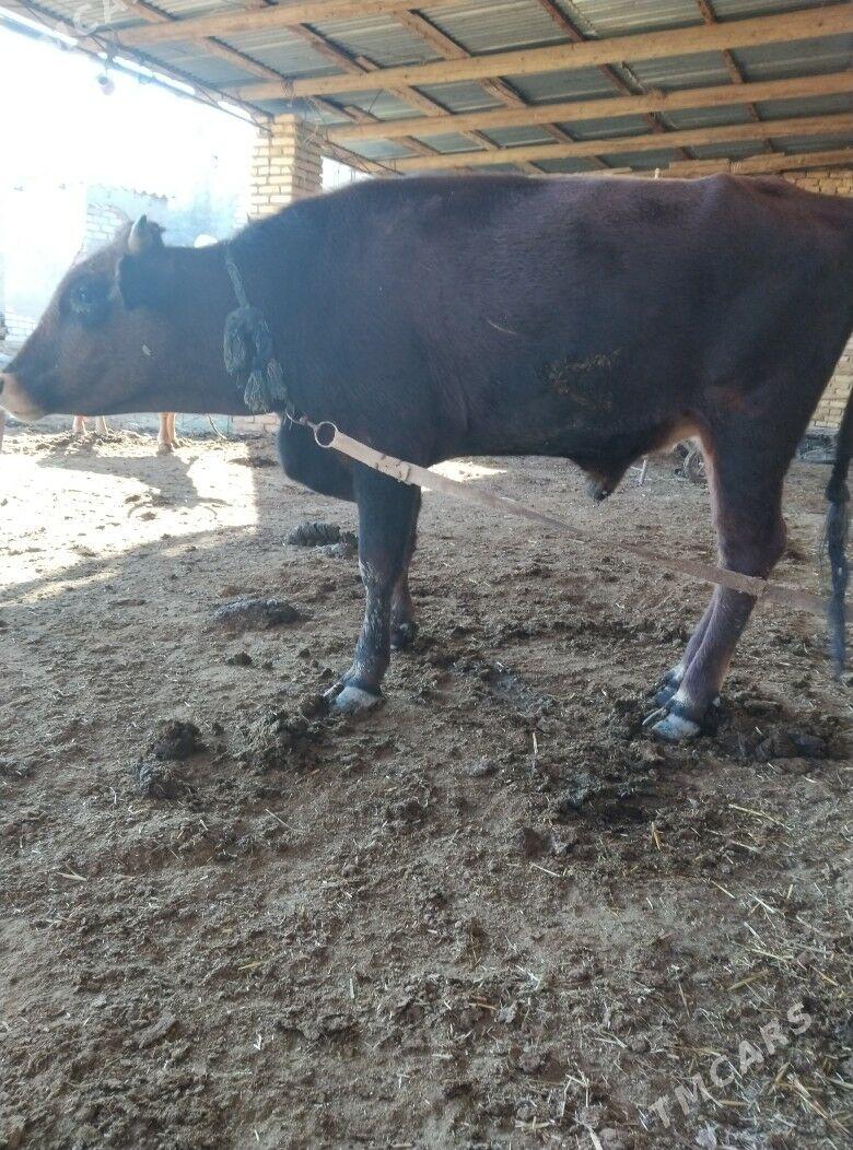 Okiz - Байрамали - img 4