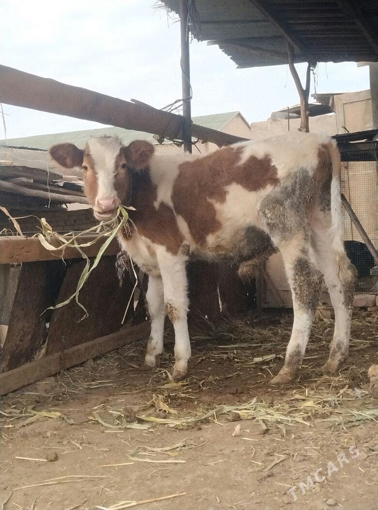 сментал окуз - Çärjew - img 6