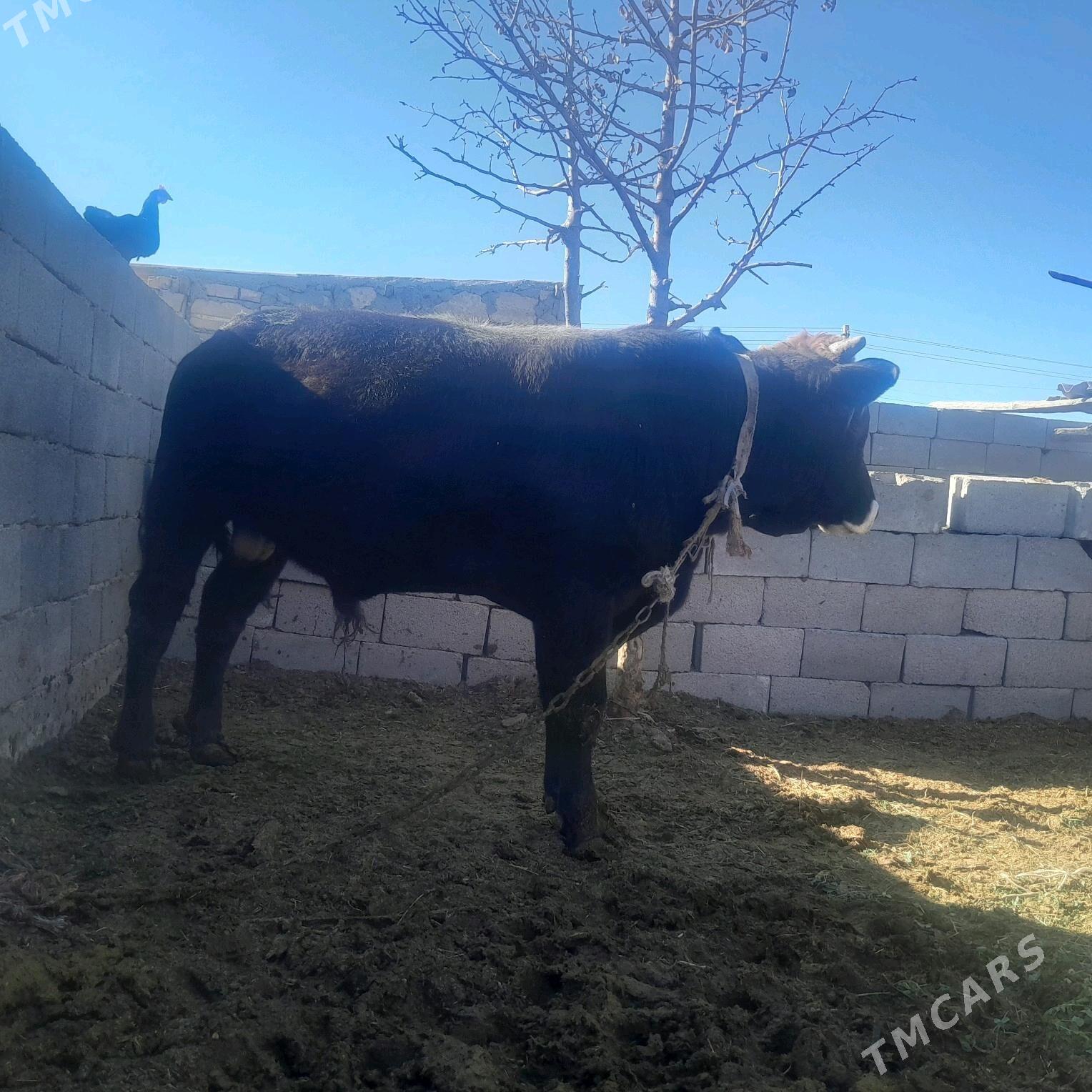 öküz - Гызыларбат - img 1