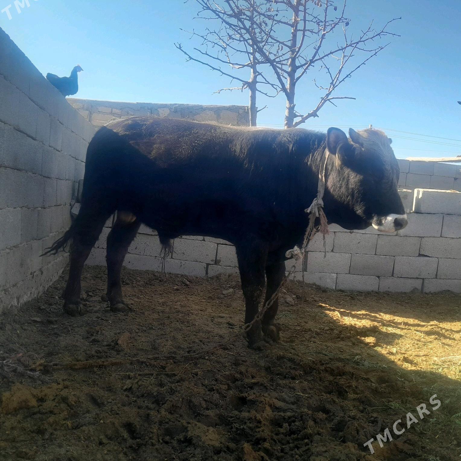 öküz - Гызыларбат - img 3