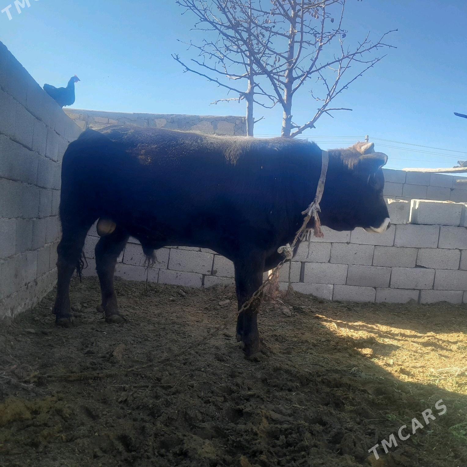 öküz - Гызыларбат - img 2