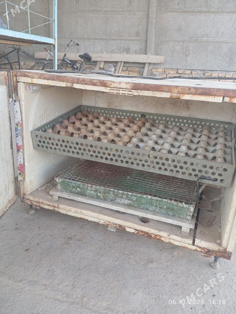 Inkawator - Murgap - img 4