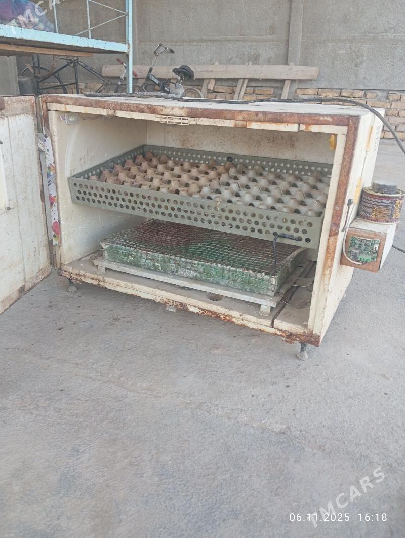 Inkawator - Murgap - img 3