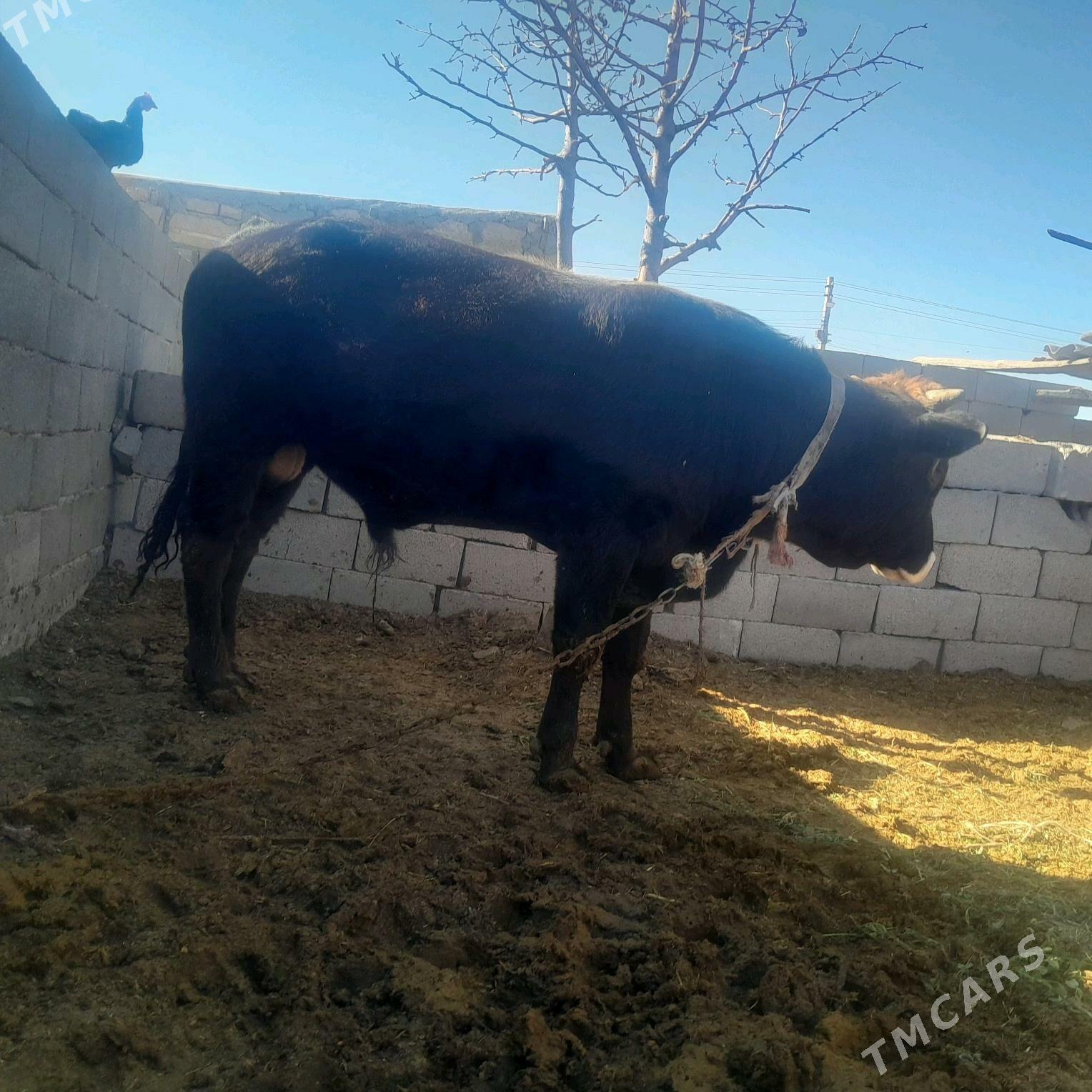 öküz - Гызыларбат - img 4