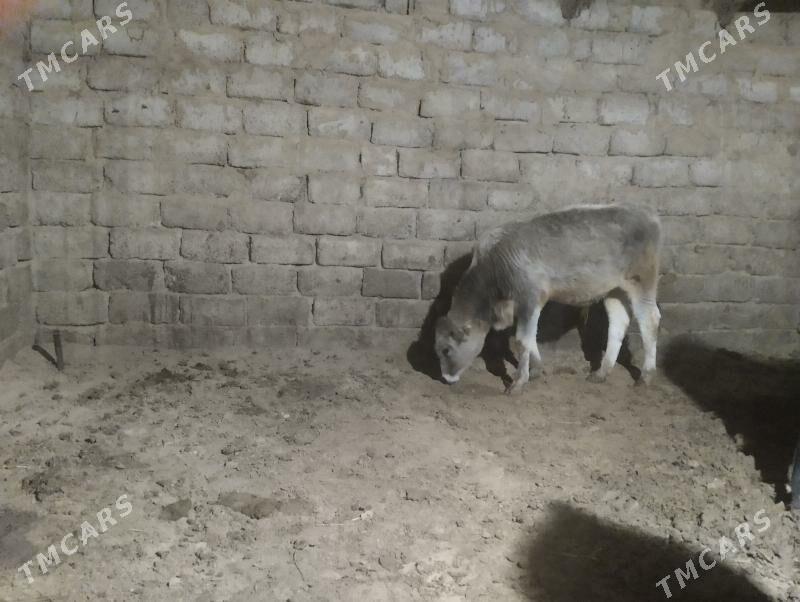 ökuz - Бузмеин - img 1