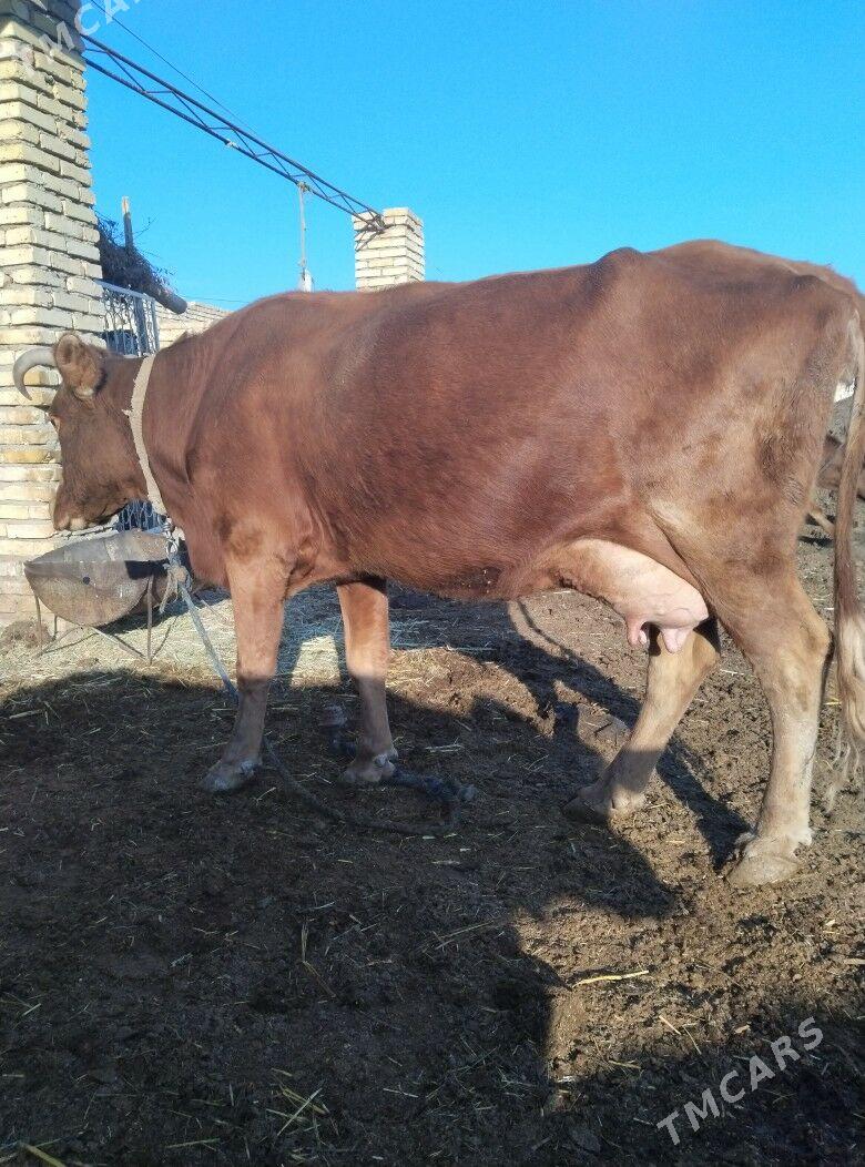 Goleli sygyr - Байрамали - img 1