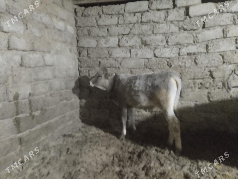 ökuz - Бузмеин - img 2