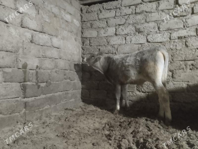 ökuz - Бузмеин - img 3