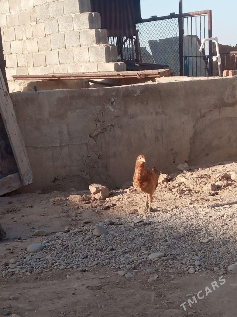 juyje - Балканабат - img 1