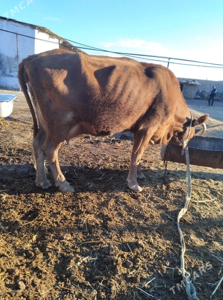 Goleli sygyr - Байрамали - img 5