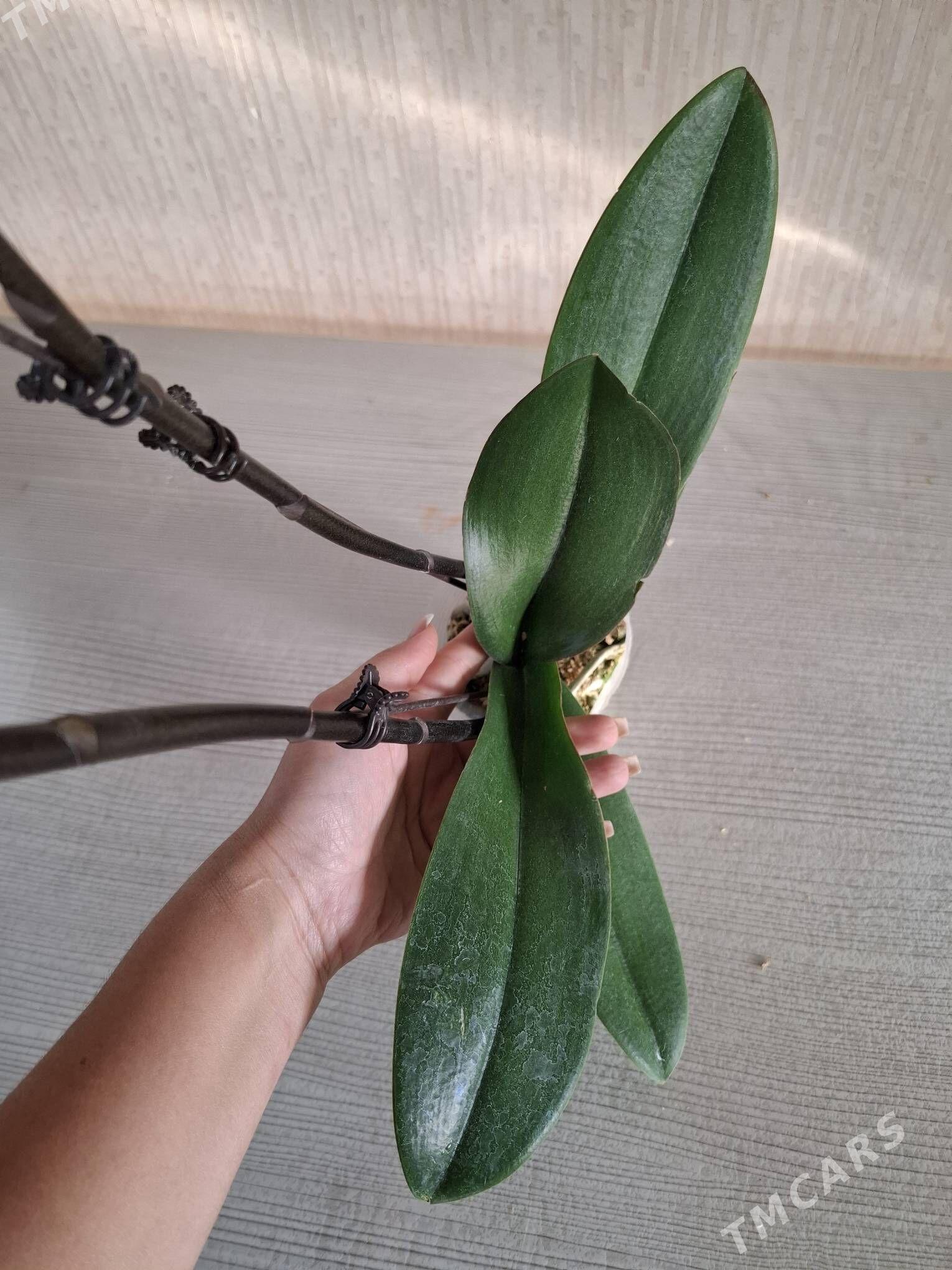 Орхидея фаленопсис - Aşgabat - img 3