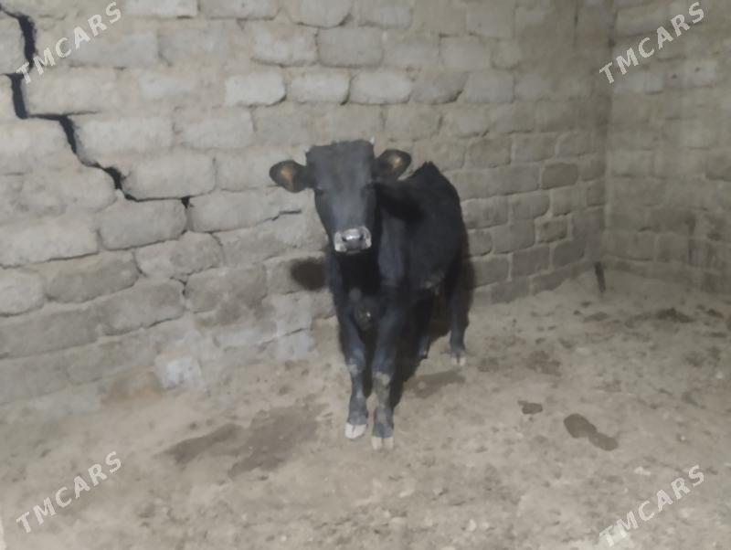 ökuz - Бузмеин - img 7