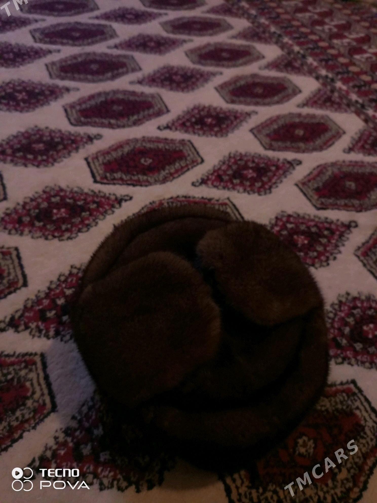 norka telpek original - Aşgabat - img 2