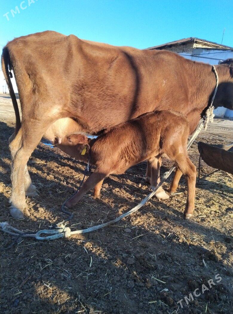 Goleli sygyr - Байрамали - img 6