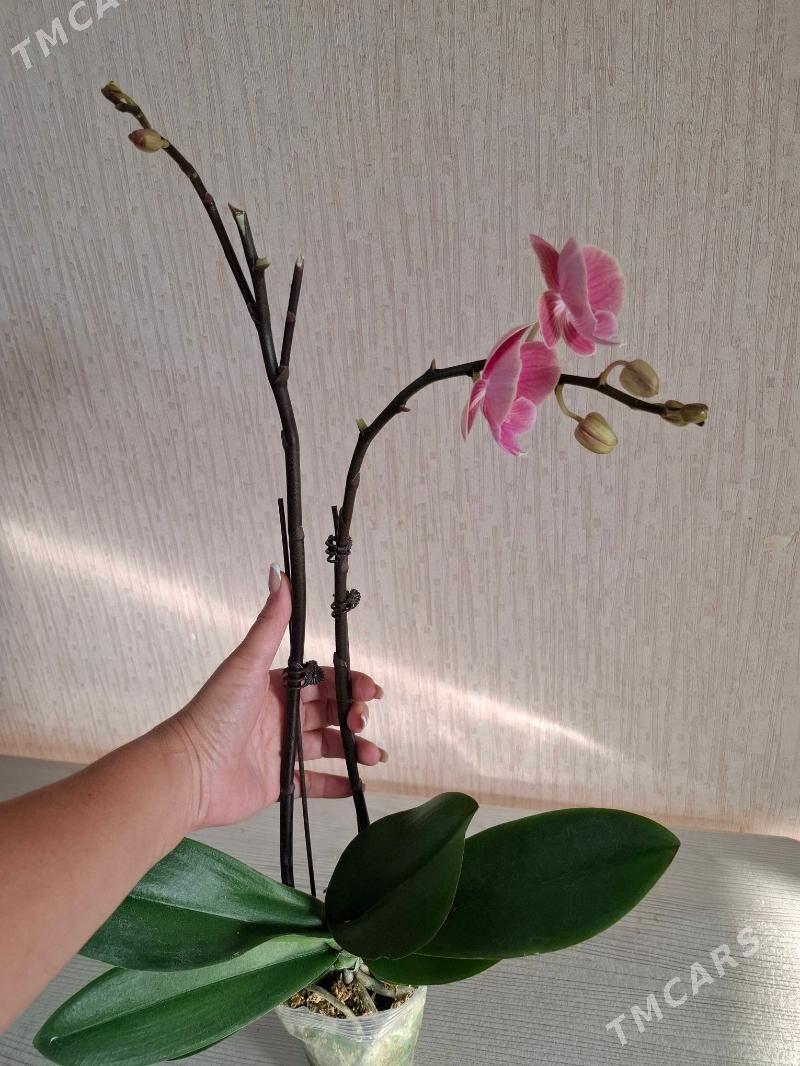 Орхидея фаленопсис - Aşgabat - img 2