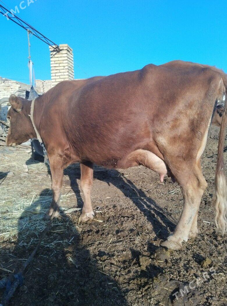 Goleli sygyr - Байрамали - img 4