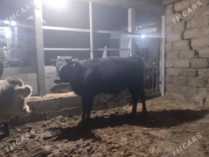 ökuz - Бузмеин - img 5