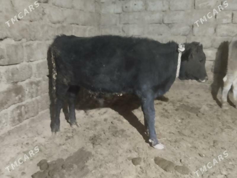 ökuz - Бузмеин - img 6