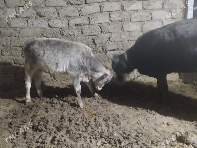 ökuz - Бузмеин - img 4