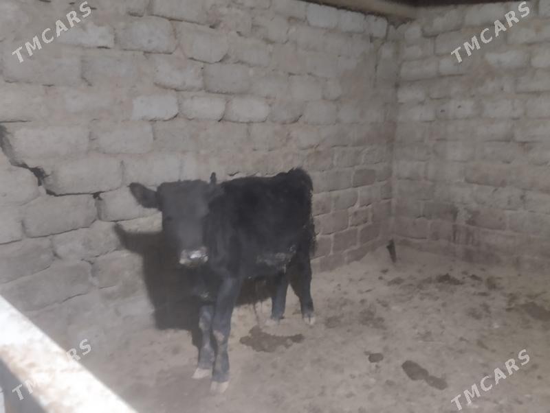 ökuz - Бузмеин - img 9