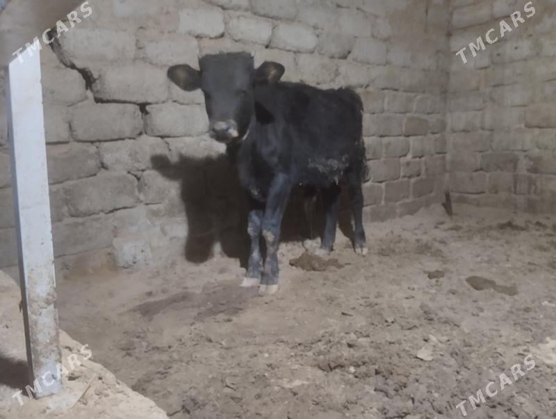 ökuz - Бузмеин - img 8