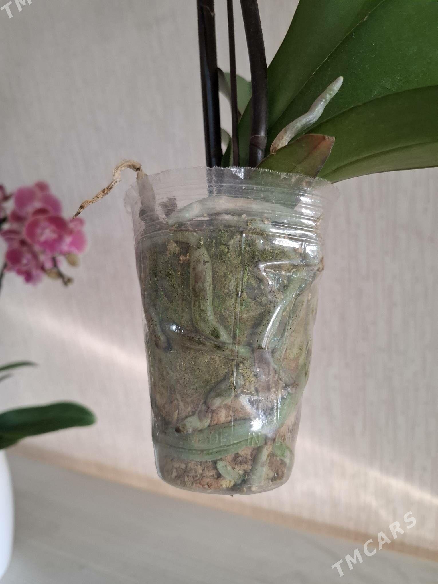 Орхидея фаленопсис - Aşgabat - img 4