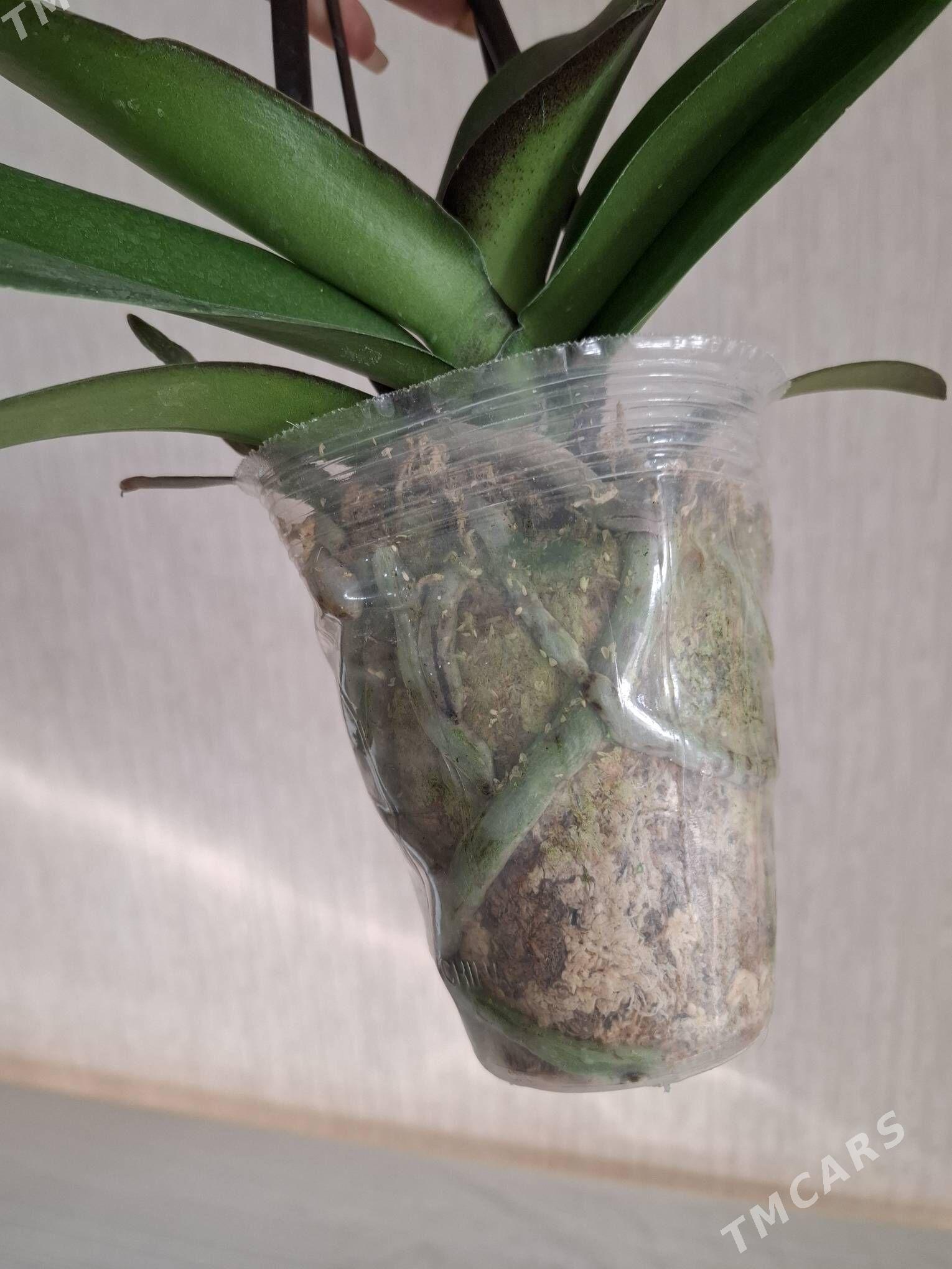 Орхидея фаленопсис - Aşgabat - img 5