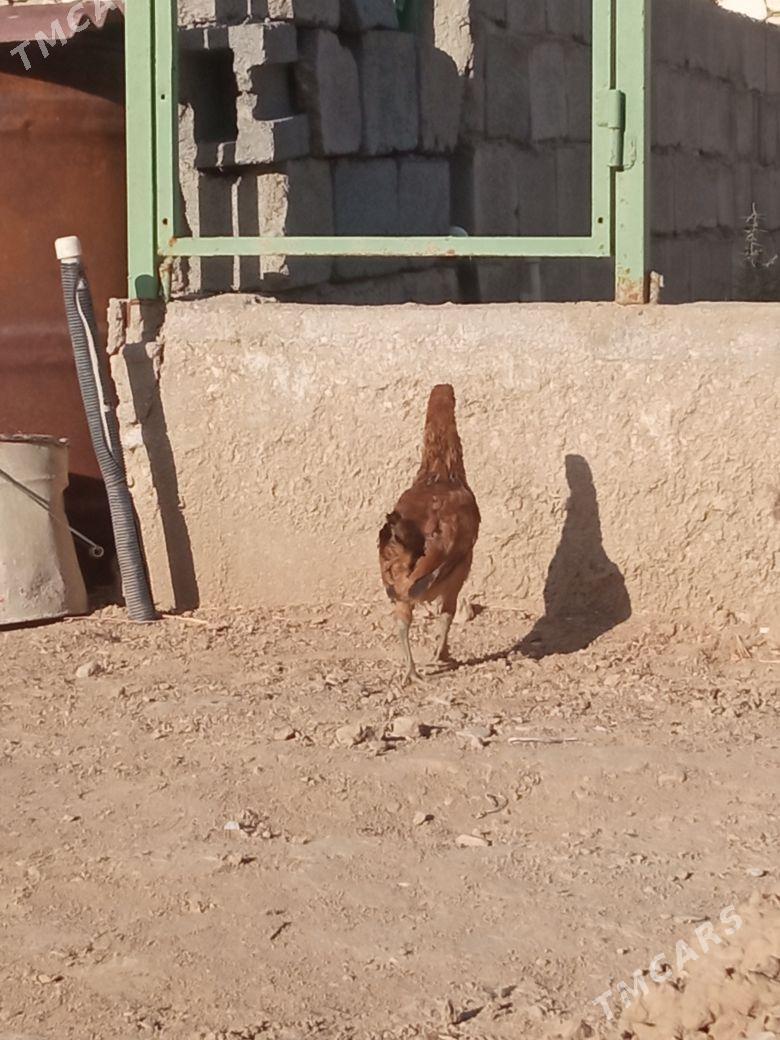 juyje - Балканабат - img 2