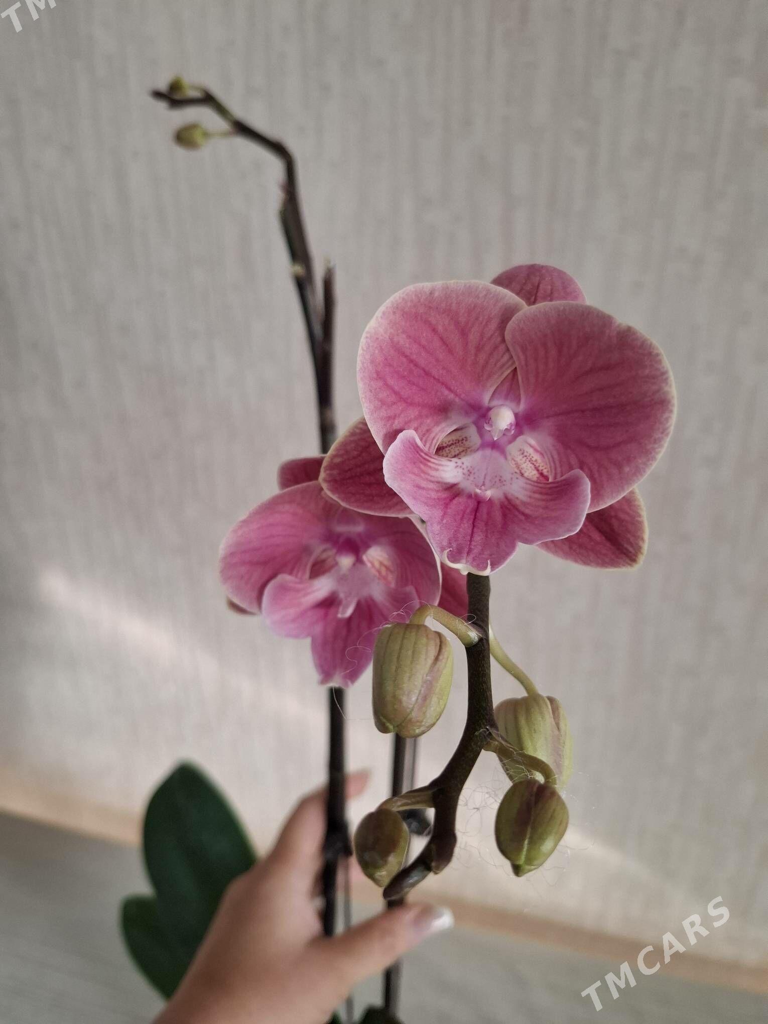 Орхидея фаленопсис - Aşgabat - img 1