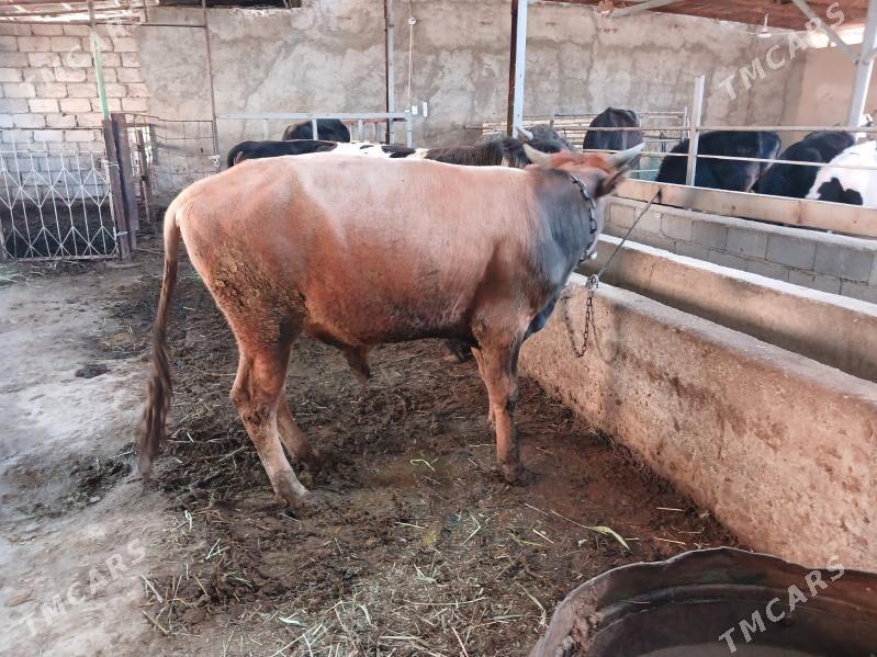 okuz - Яшлык - img 1