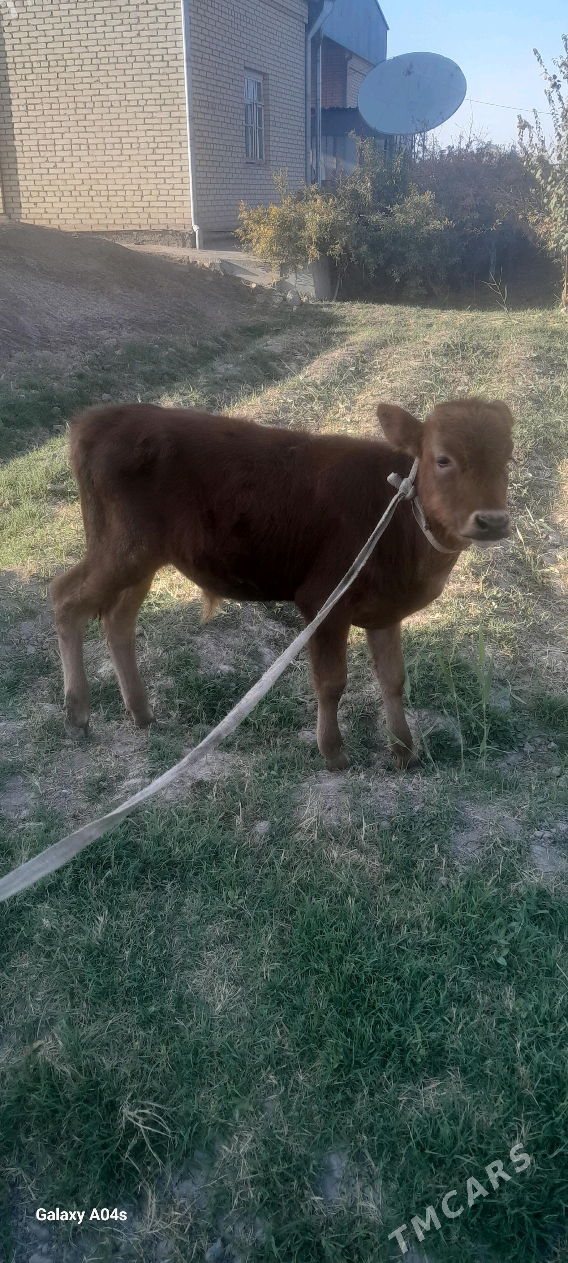 öküzçe - Векильбазар - img 2