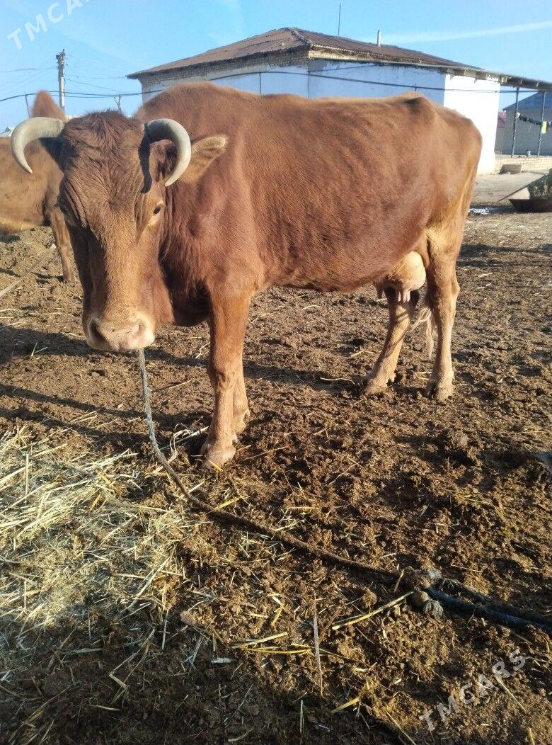 Goleli sygyr - Байрамали - img 3